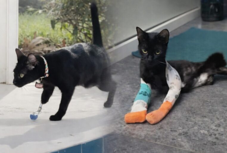 Montage de Shay, chat amputé noir, avec un fondu entre une scène où il marche avec une prothèse et une autre où il est allongé après ses soins.