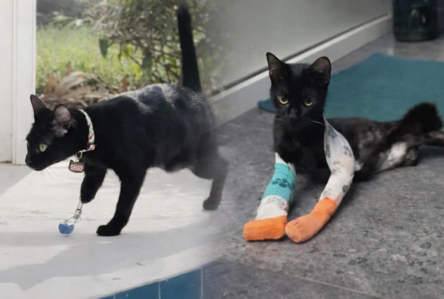 Montage de Shay, chat amputé noir, avec un fondu entre une scène où il marche avec une prothèse et une autre où il est allongé après ses soins.