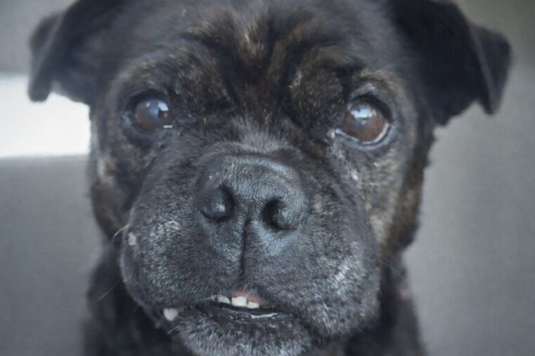 Gros plan sur Beaker, seul dans l’image, sans texte ni élément parasite.