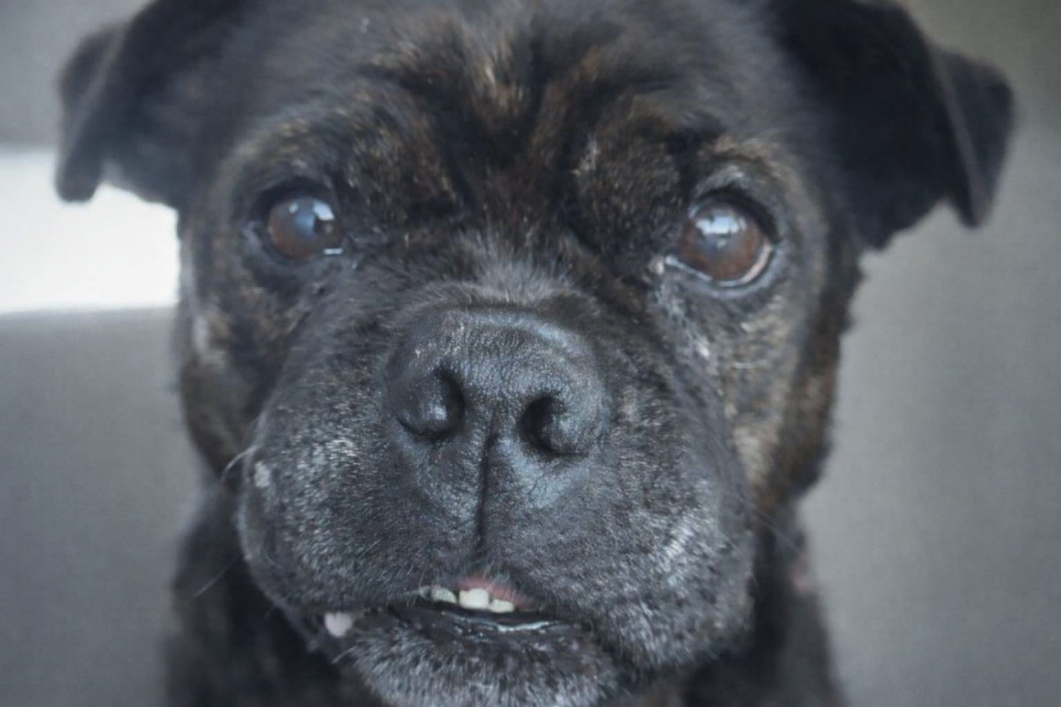 Gros plan sur Beaker, seul dans l’image, sans texte ni élément parasite.