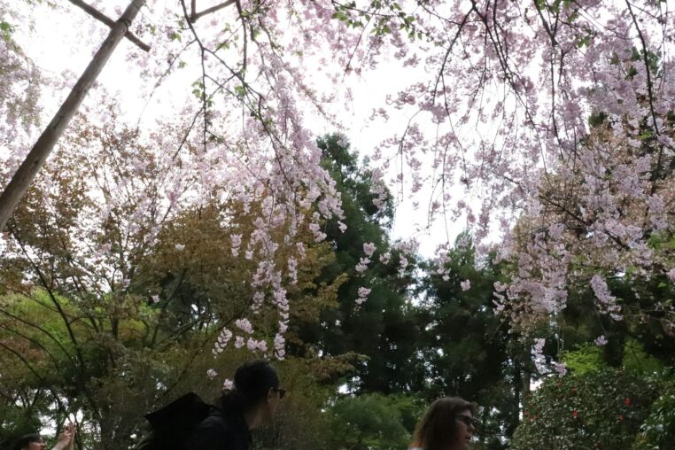 a man and a woman standing under a tree filled with pink flowers