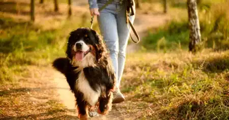69 000 € par an pour promener un chien et vivre dans un manoir du Surrey