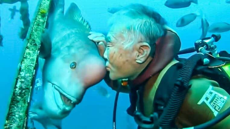 Une amitié éternelle : un plongeur japonais de 87 ans nourrit quotidiennement le poisson qu’il a sauvé il y a 30 ans (vidéo)
