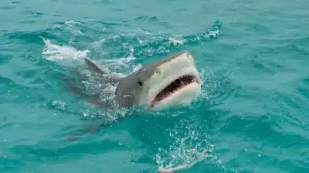 Aux Bahamas, des requins testés positifs à la cocaïne et au paracétamol
