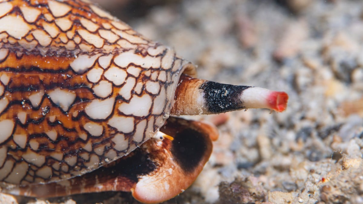Ce joli coquillage peut vous tuer en 2 heures (et aucun antidote n'existe)