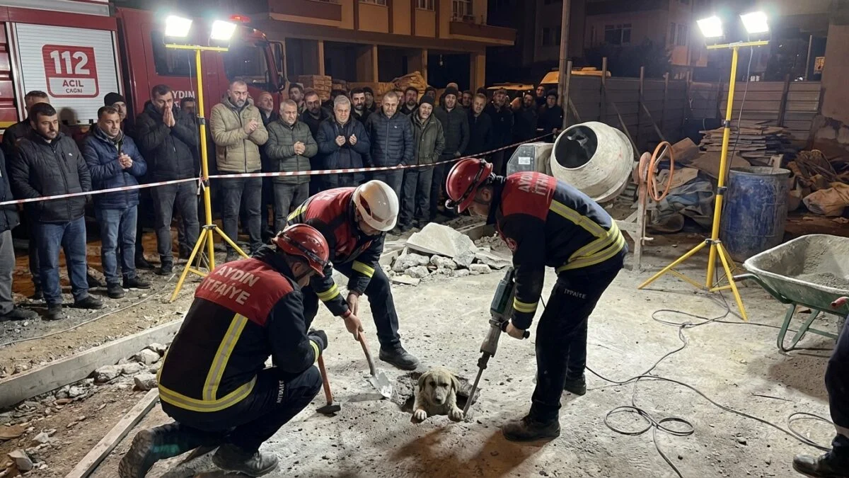 Cette chienne piégée dans du béton a survécu grâce à 7 heures d'acharnement