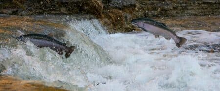Cocaïne dans les lacs et rivières : les saumons exposés nagent près de 12 km de plus par semaine