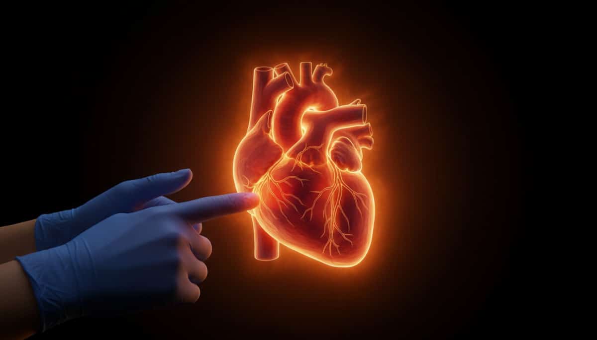 Cœur humain illustré sous lumière dramatique