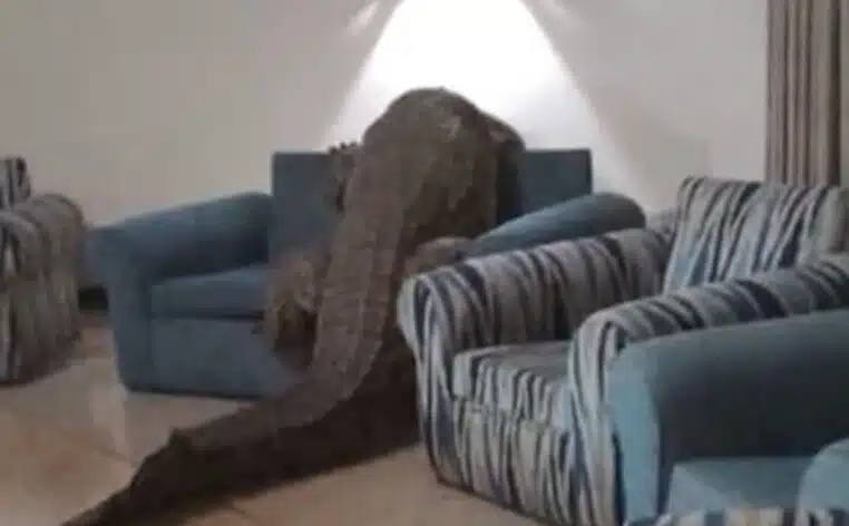crocodile