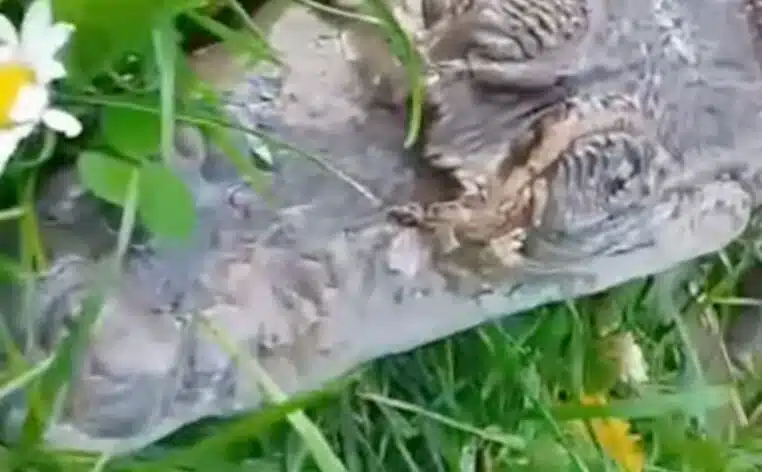 crocodile crocodile Roubaix