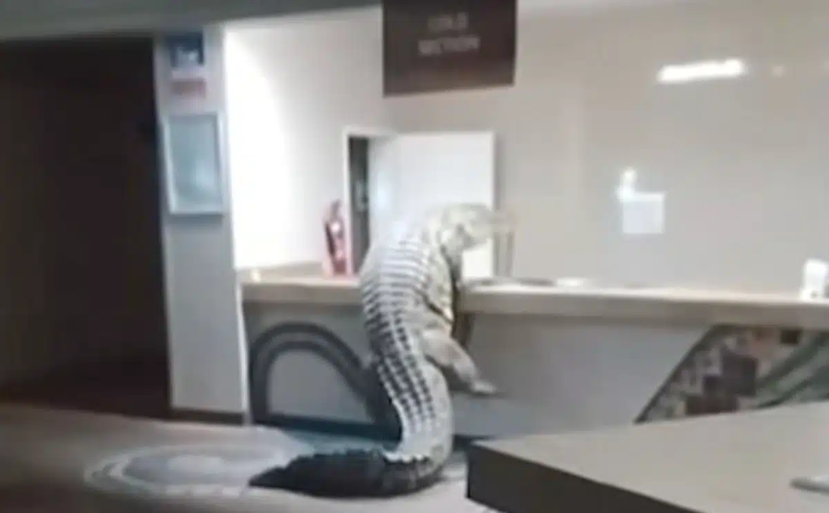 crocodile
