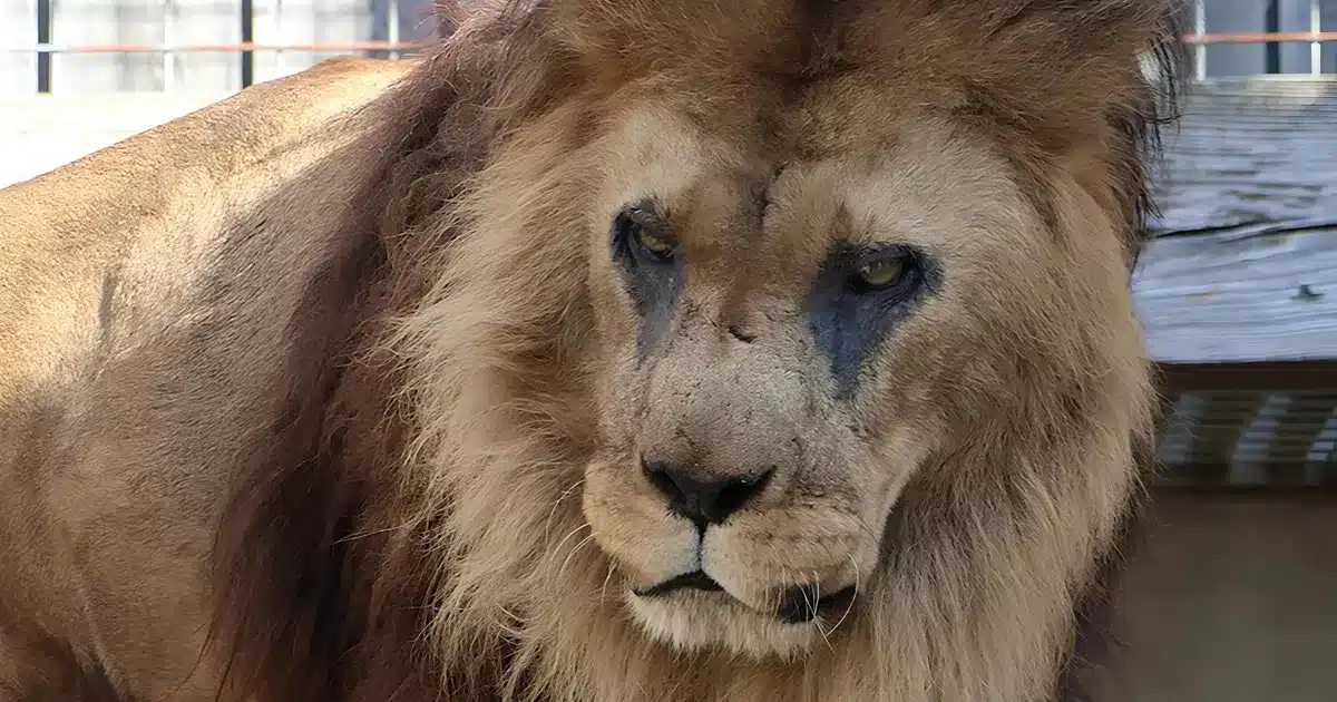 Djibo, le plus vieux lion d'Europe, est mort à 27 ans : l'histoire de cet ancien lion de cirque devenu légende