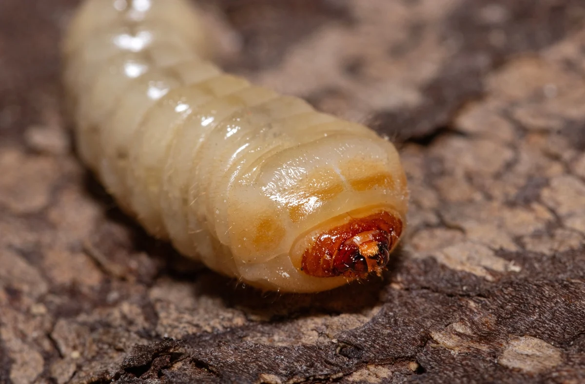 Elle éternue et des larves vivantes sortent de son nez — mais le pire, c'est ce que les médecins trouvent ensuite