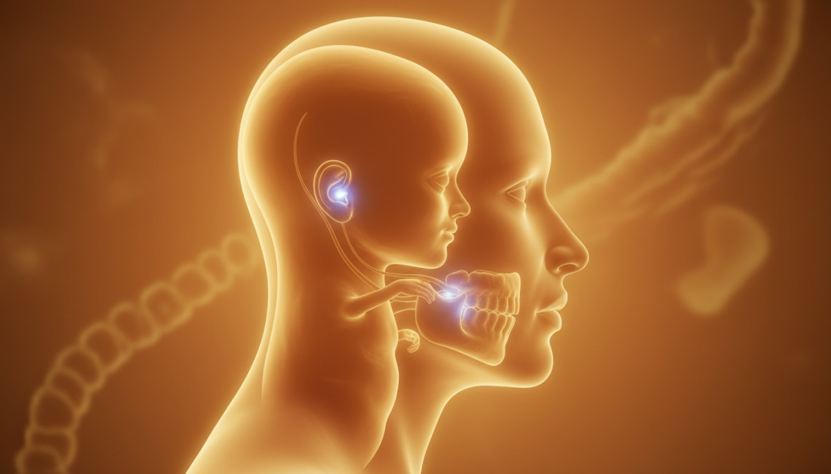 Illustration évolutive des arcs branchiaux embryonnaires humains