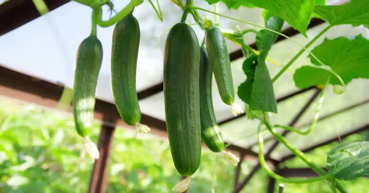 Oubliez l'engrais chimique : ce produit du frigo booste vos concombres tout l'été