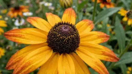 Plantée à 30 cm d'écart en avril, cette vivace crée un mur de fleurs qui résiste à toutes les sécheresses