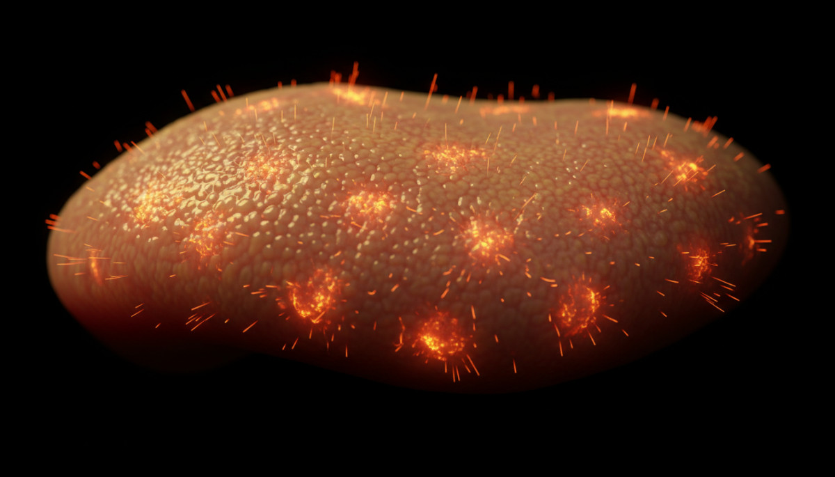 Récepteurs thermiques TRPV1 sur la langue humaine