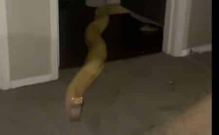 serpent