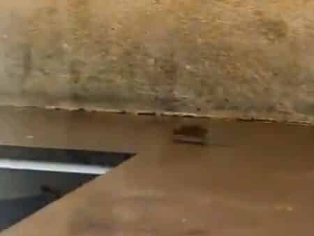 souris grolet