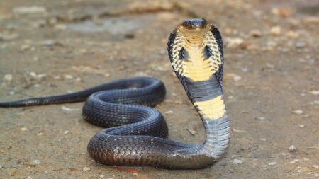 Un touriste meurt mordu par un cobra lors d'un spectacle de charmeur de serpents en Égypte