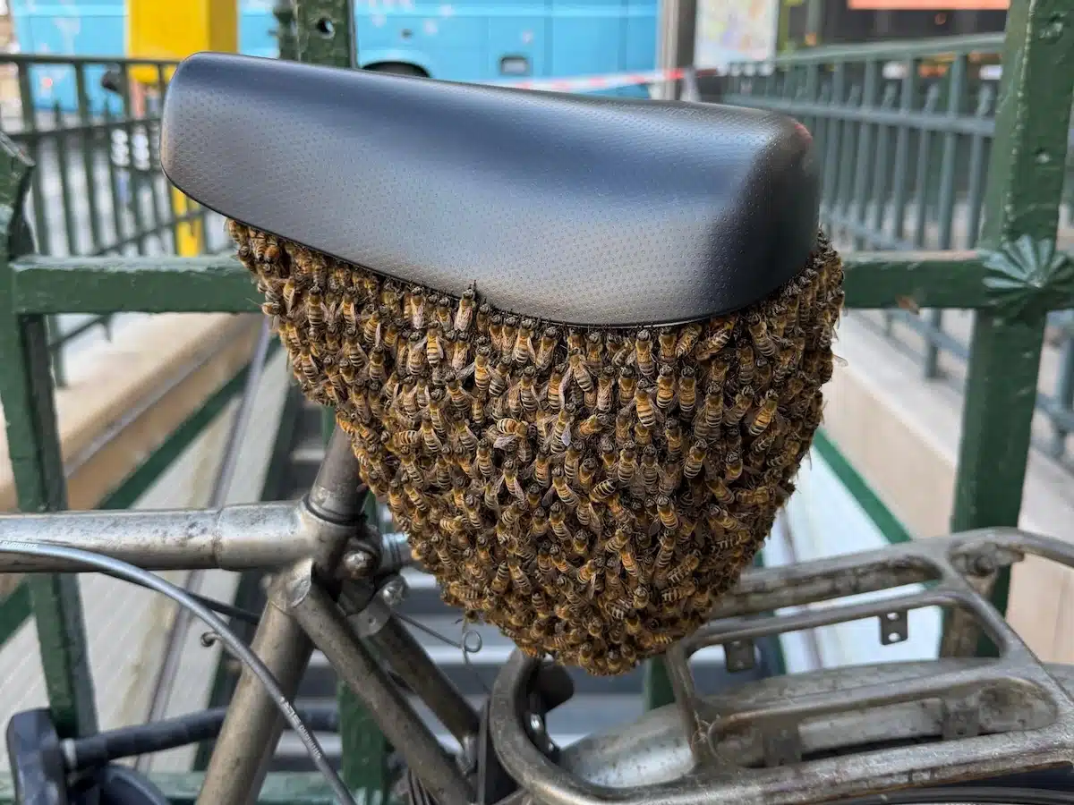 velo essaim abeilles paris - copie