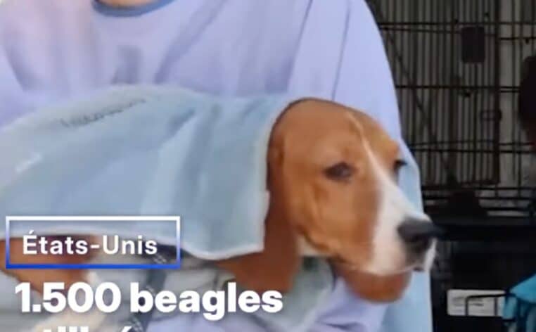 Beagles