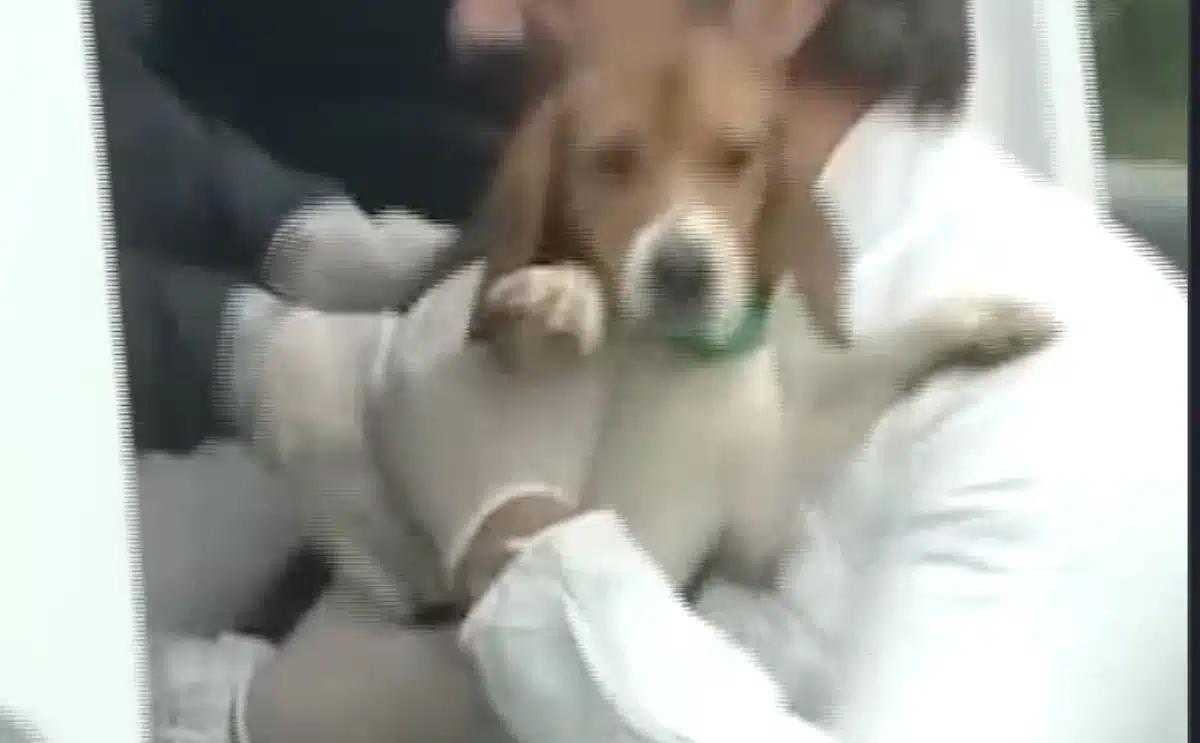 Beagles