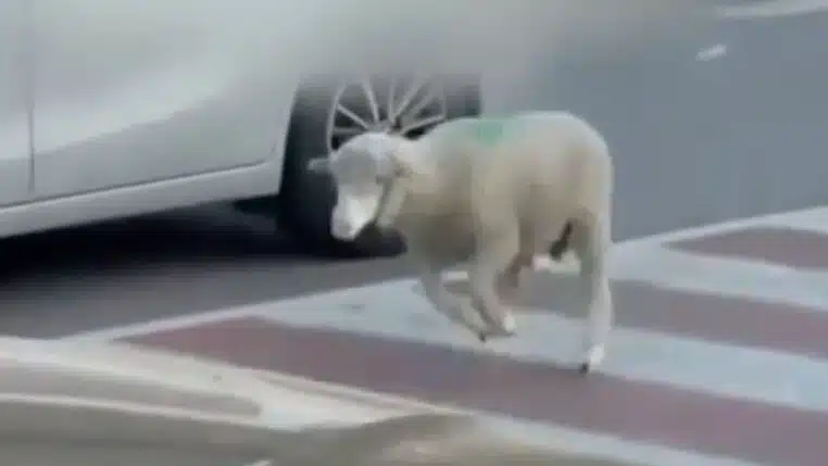 À Marseille, un mouton destiné à l&rsquo;Aïd prend la fuite sur un parking ( vidéo )