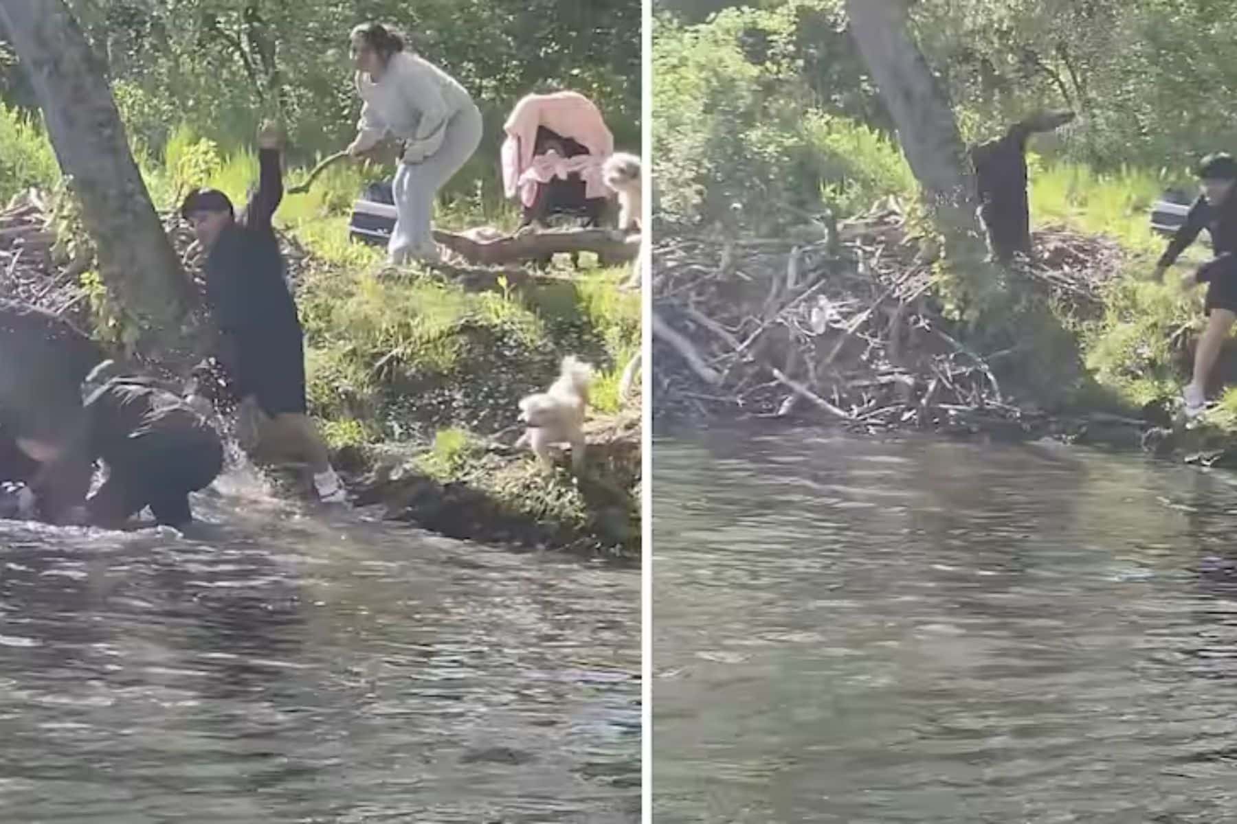 Attaque de castor