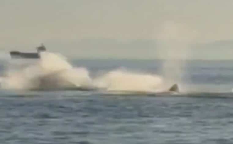 baleine