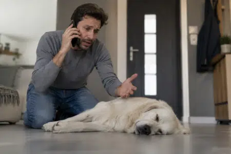 blague veterinaire