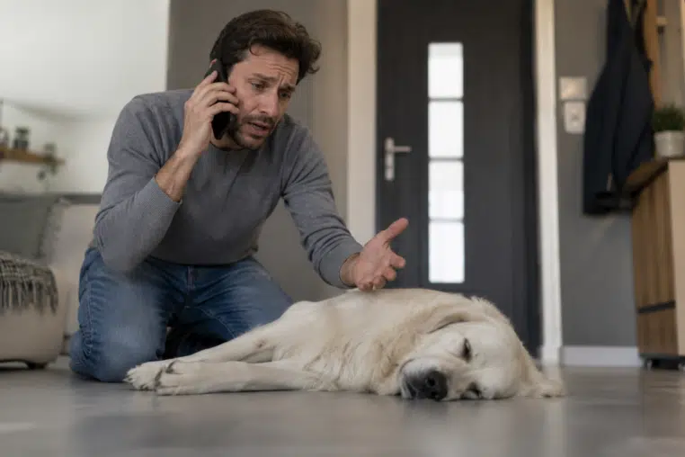 blague veterinaire