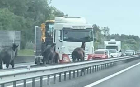 chevaux