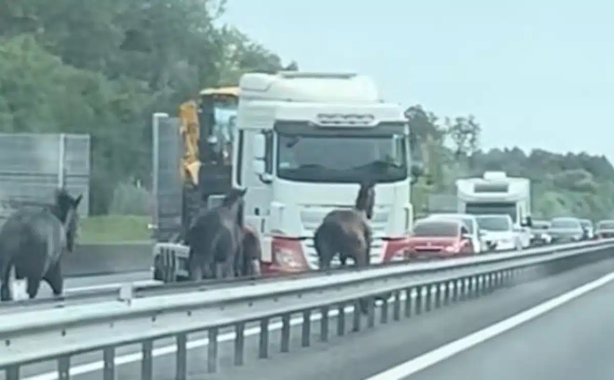 chevaux