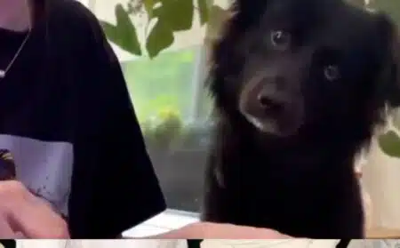 chien