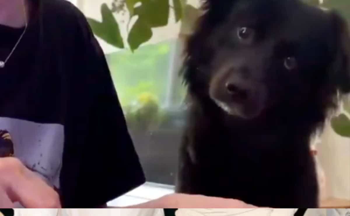 chien