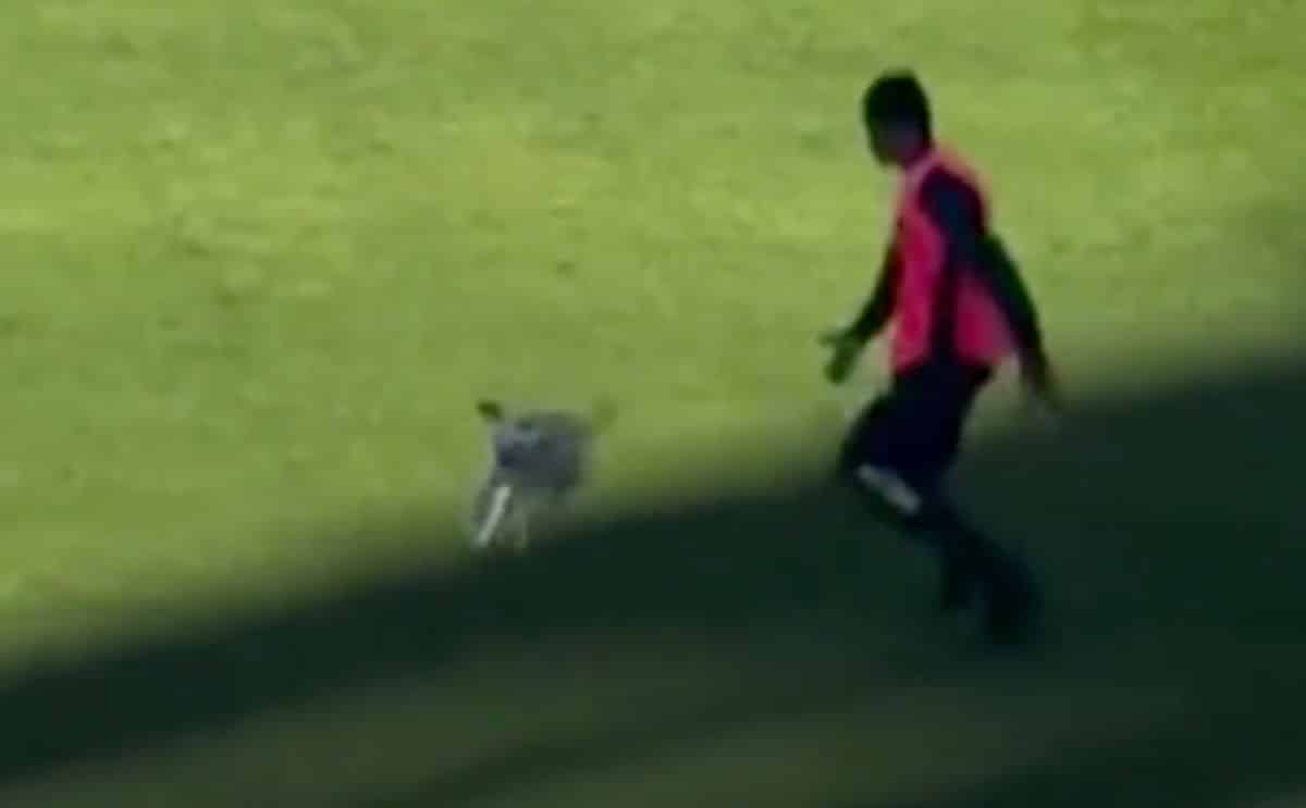 chien