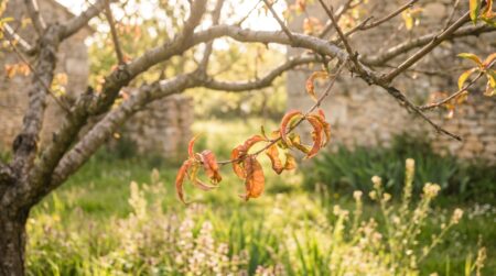 Feuilles rouges et boursouflées d'un pêcher atteint de cloque