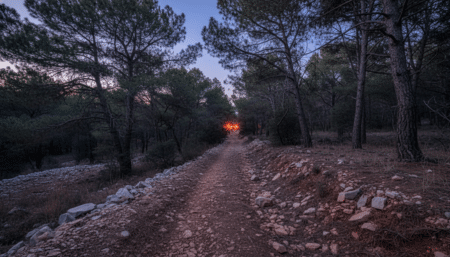 Forêt de pins près d'Allauch au crépuscule