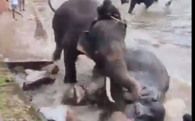 éléphant info