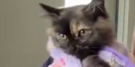 Gonflée « comme un ballon » à quelques semaines de vie, cette chatte doit sa survie à un geste précis du vétérinaire