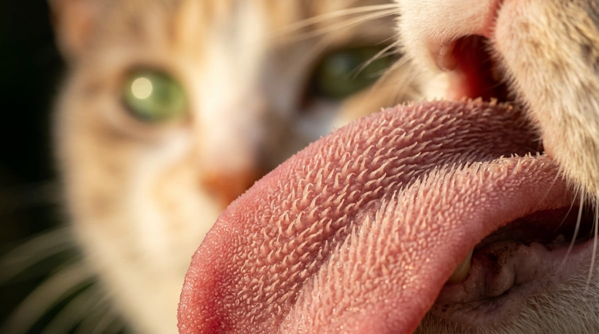 Gros plan macro de la langue râpeuse d'un chat