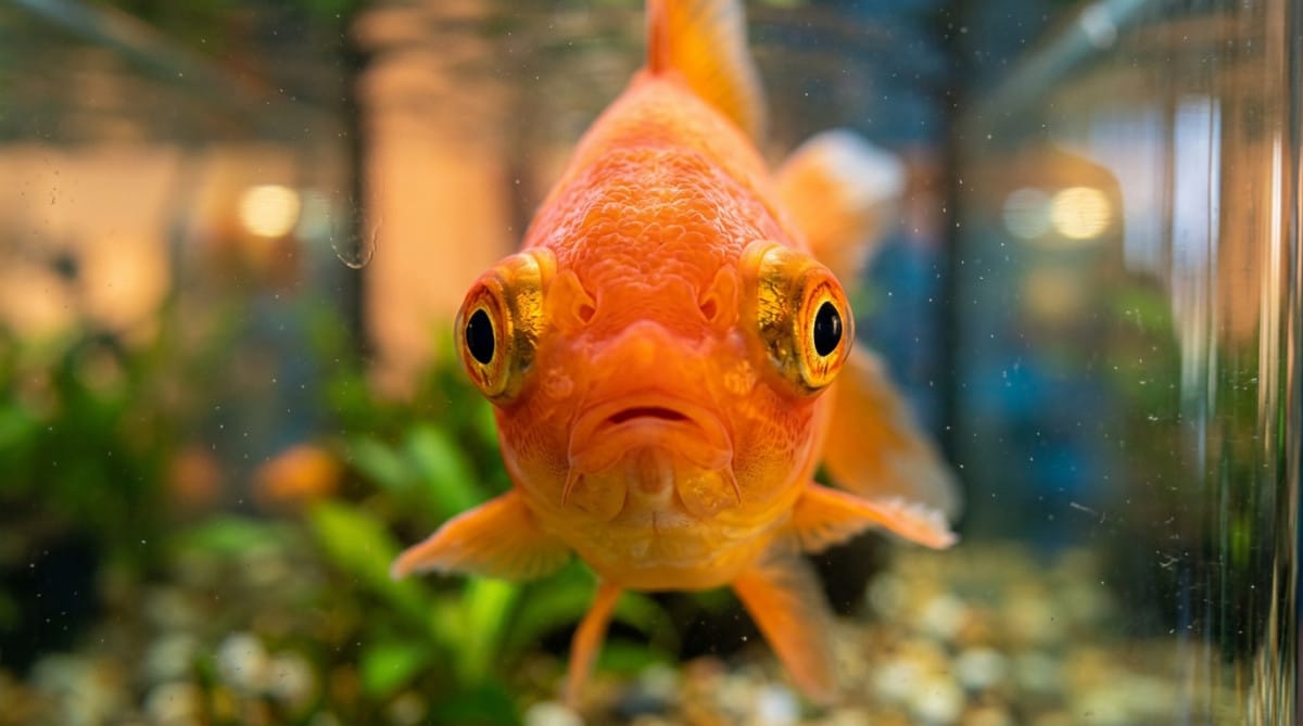 Gros plan sur un poisson rouge aux yeux grands ouverts
