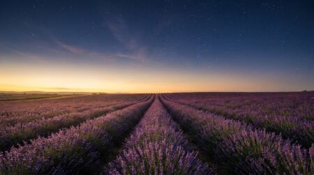 Ciel étoilé au-dessus d'un champ de lavande au crépuscule