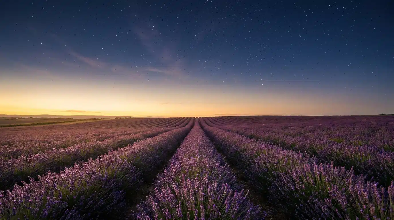 Ciel étoilé au-dessus d'un champ de lavande au crépuscule