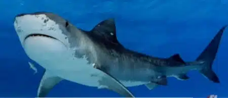 Île de Rottnest : un requin blanc de 4 mètres tue un trentenaire près de Perth