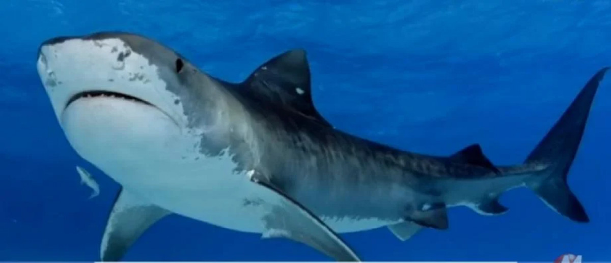 Île de Rottnest : un requin blanc de 4 mètres tue un trentenaire près de Perth