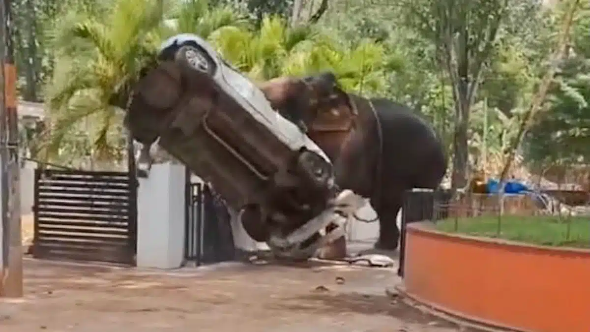 Inde : un éléphant enchaîné pour un festival se libère, tue son conducteur et sème le chaos dans un village du Kerala