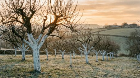 Troncs d'arbres fruitiers peints en blanc dans un verger d'hiver