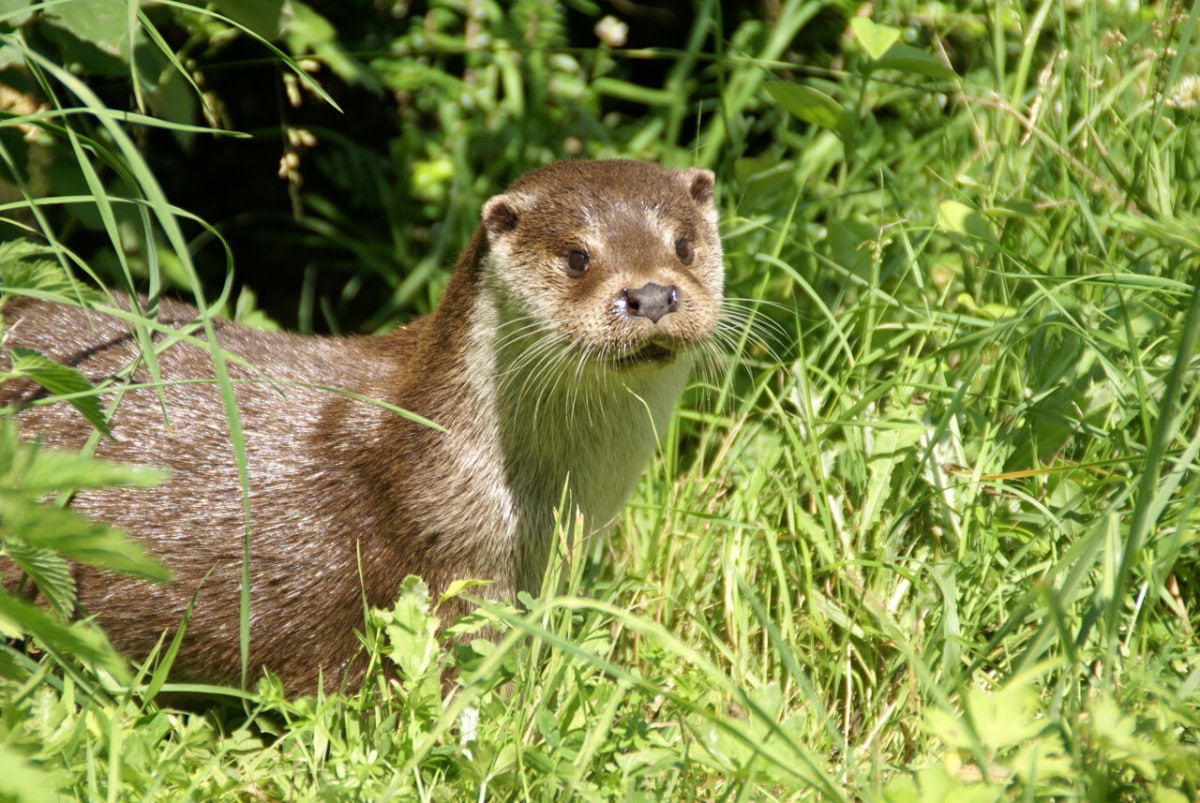 Loutre confirmée dans le Parc des Écrins après 10 ans de prospection en Isère